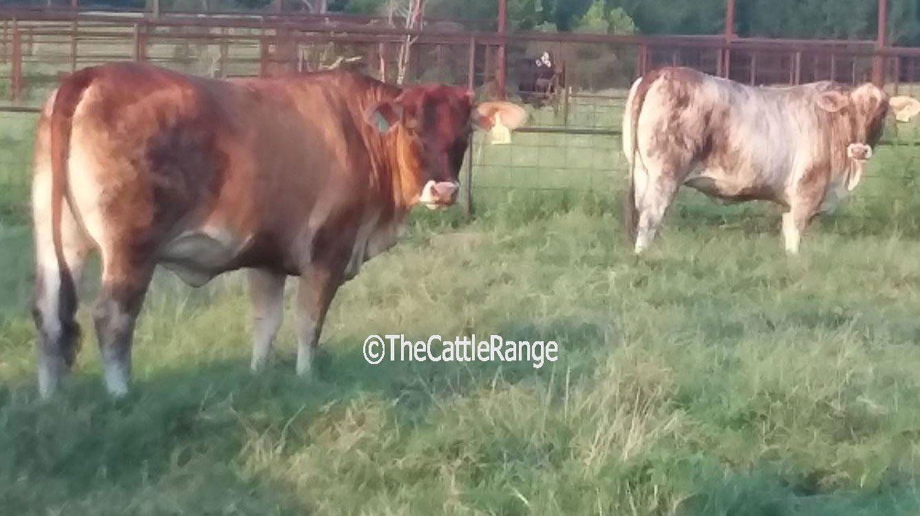 Cattle Range Listing Image