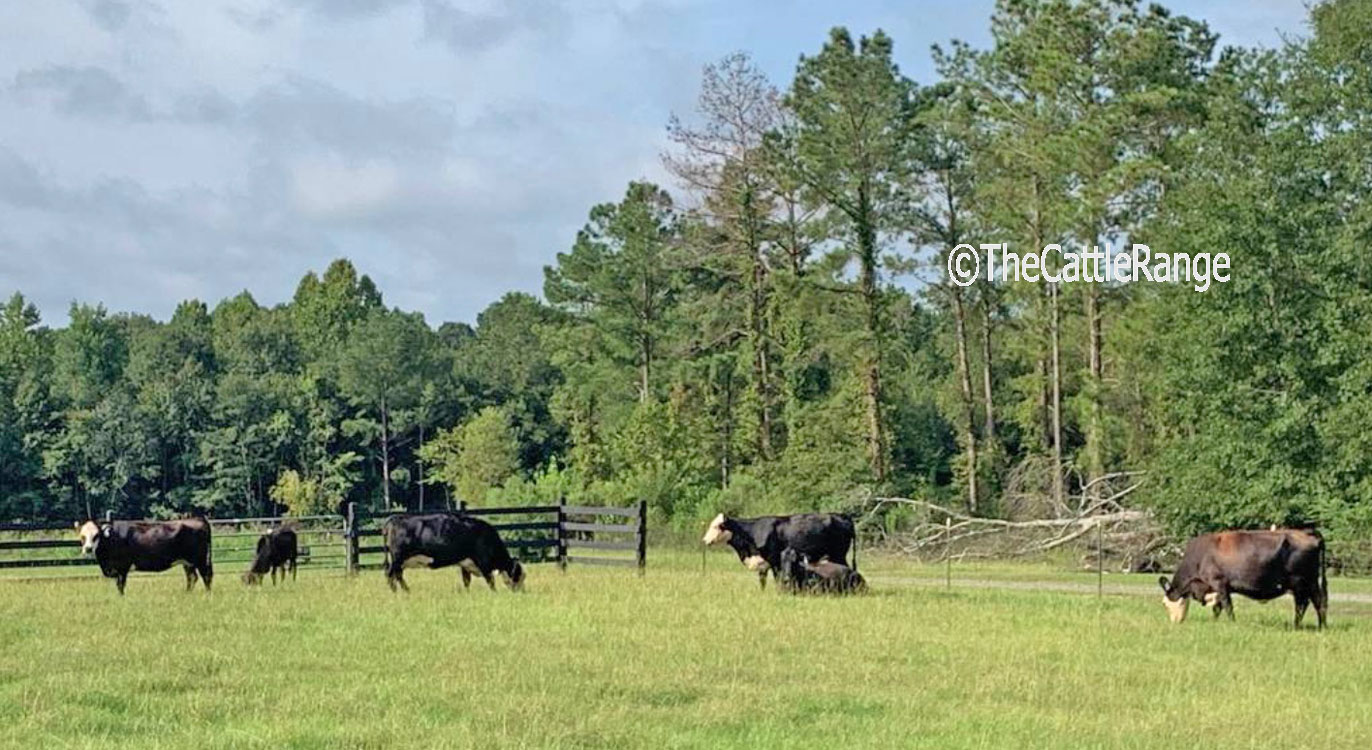Cattle Range Listing Image