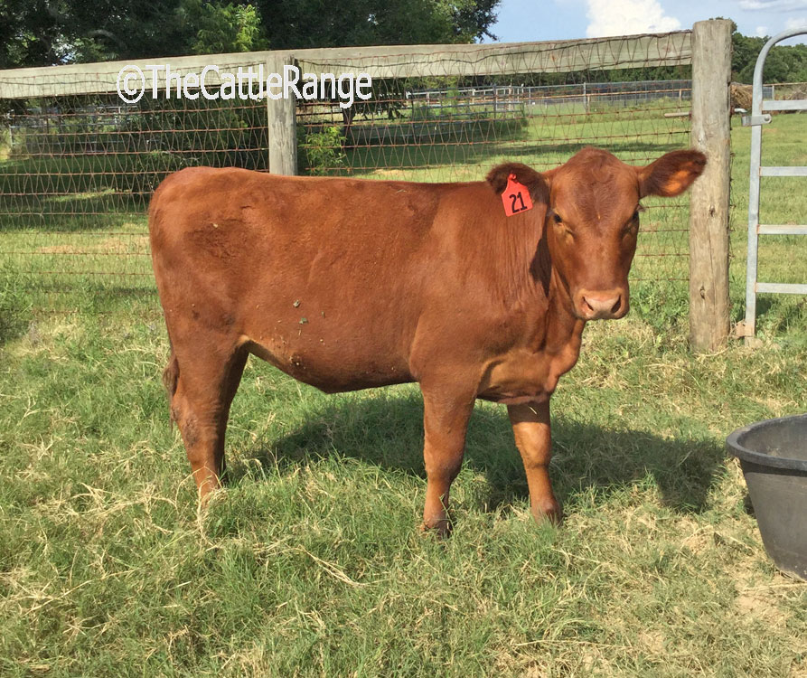 Cattle Range Listing Image