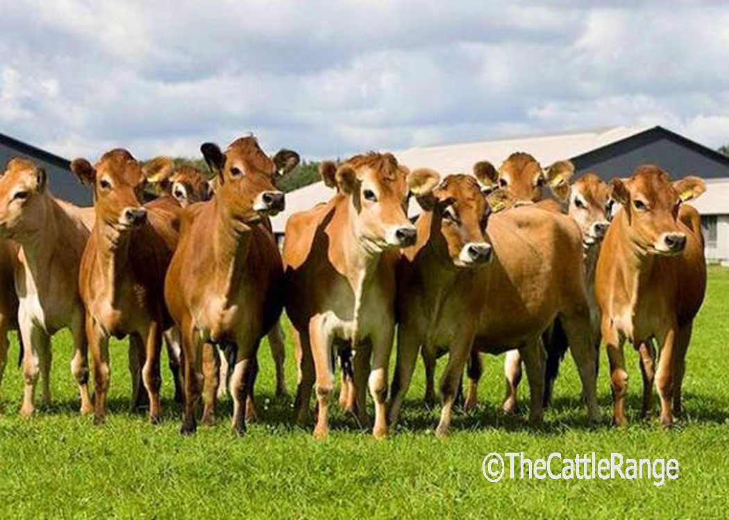 Cattle Range Listing Image