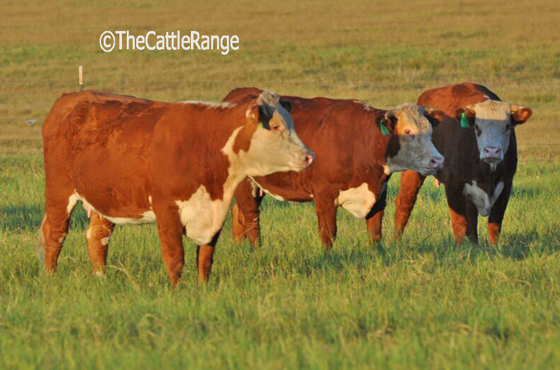 Horned Hereford 2ndCalf Cows in Texas for sale on The