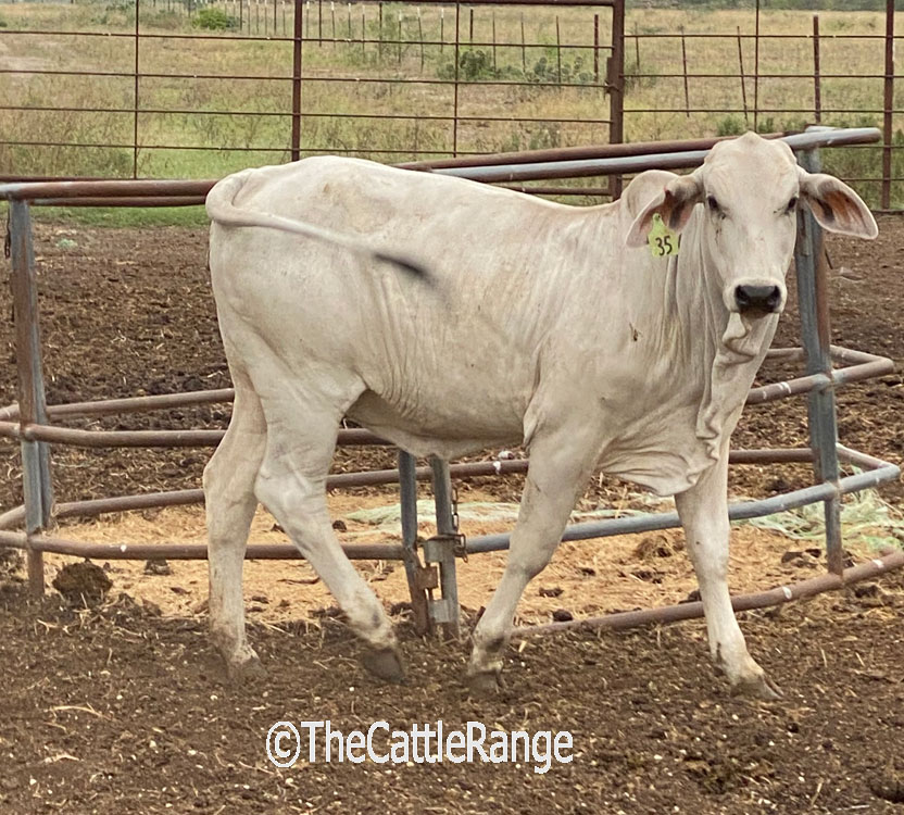 Cattle Range Listing Image
