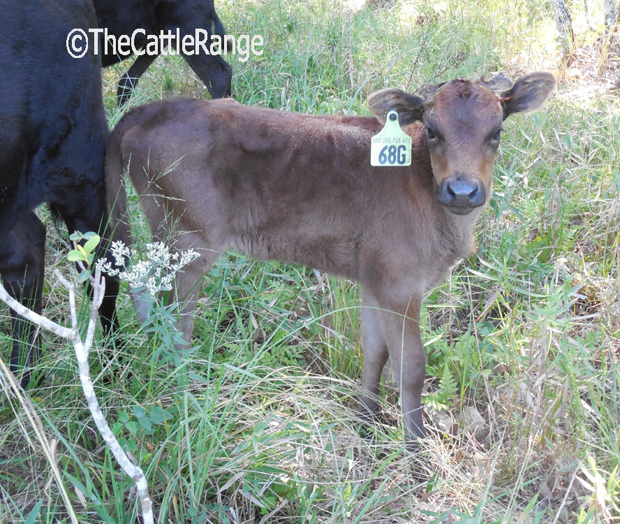 Cattle Range Listing Image