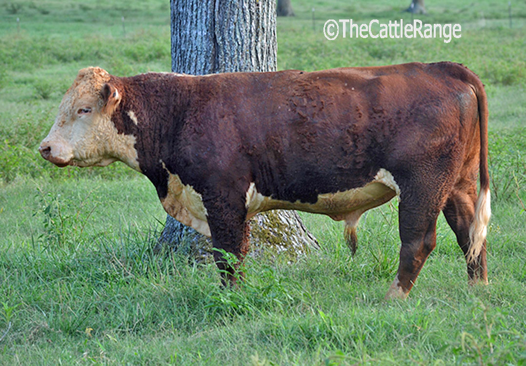 Cattle Prices How do you Price a Switches?