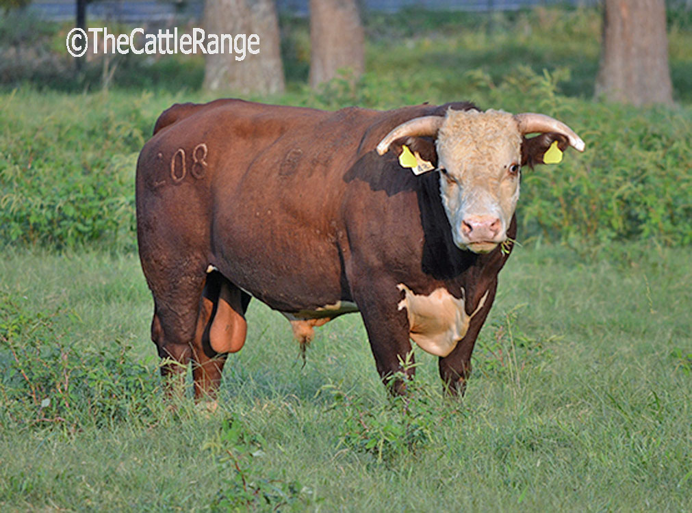 Cattle Prices How do you Price a Switches?