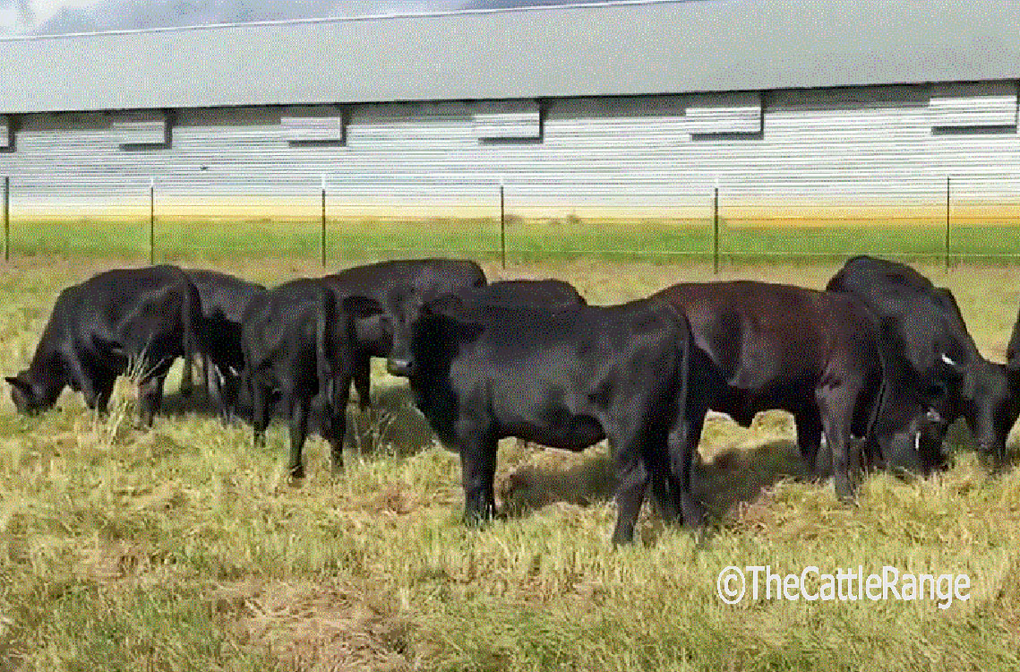 cattle range texas bulls