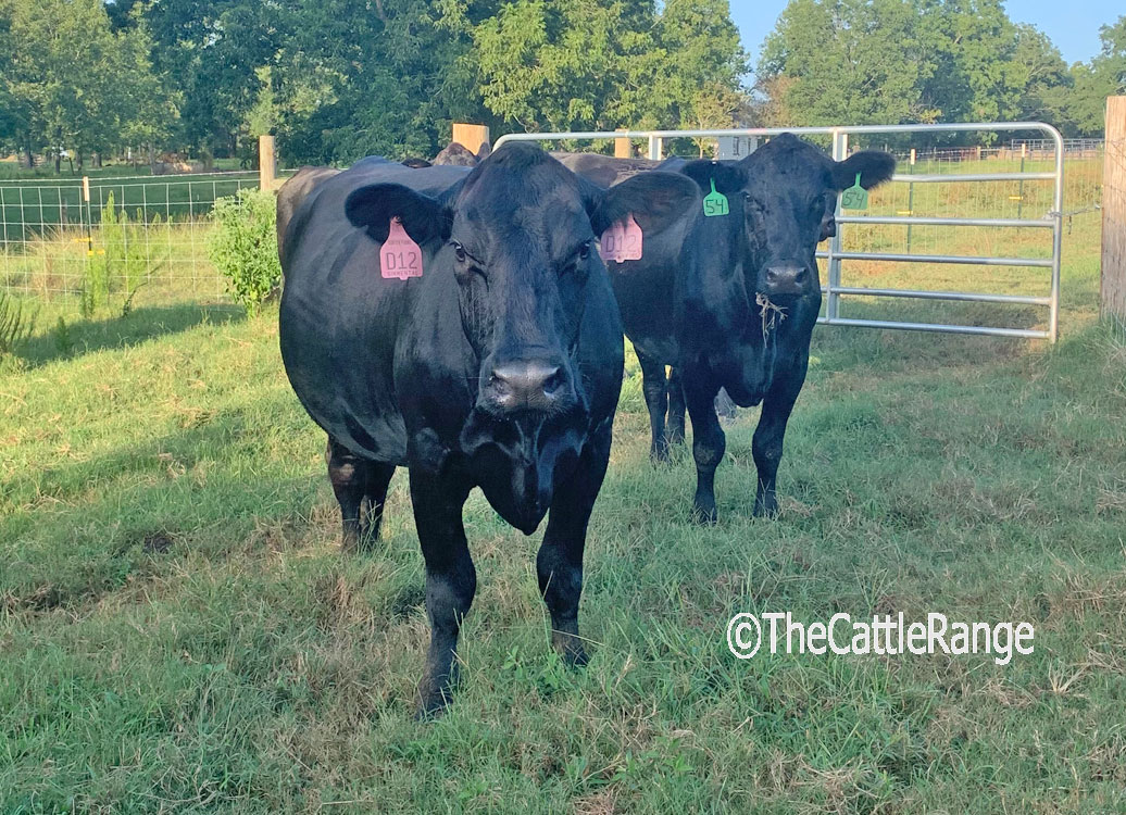 Cattle Range Listing Image