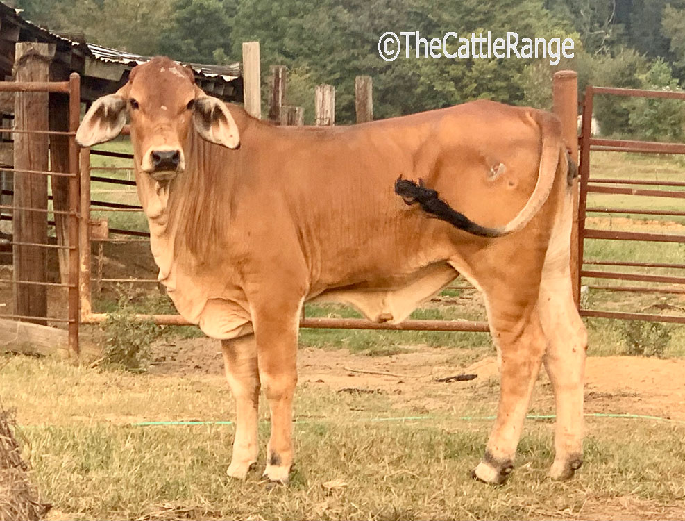Cattle Range Listing Image