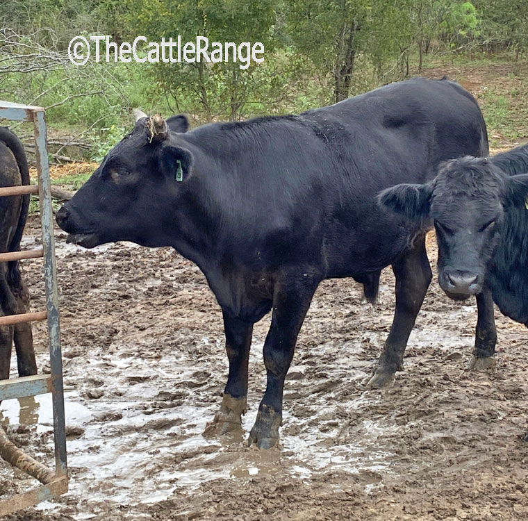 Cattle Range Listing Image