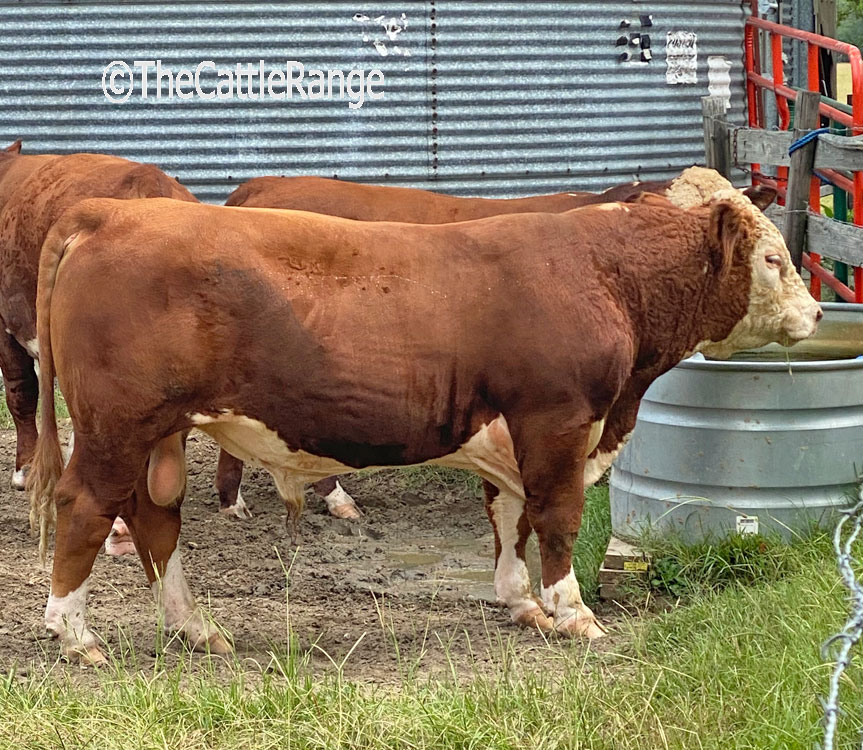 Cattle Range Listing Image