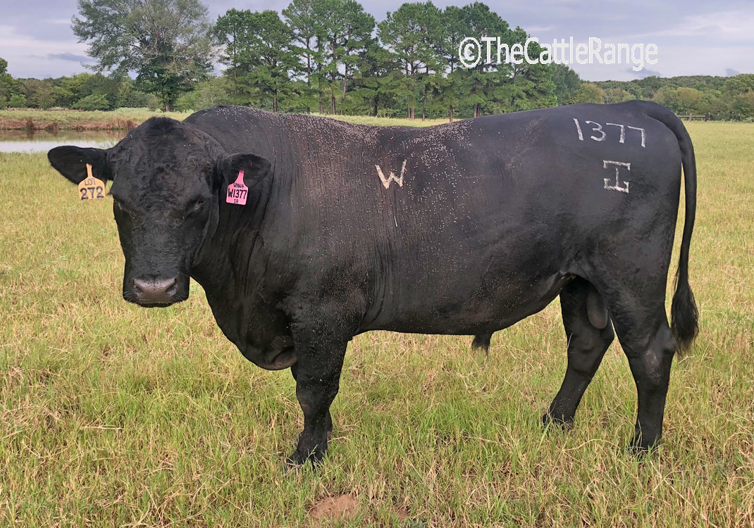 Cattle Range Listing Image