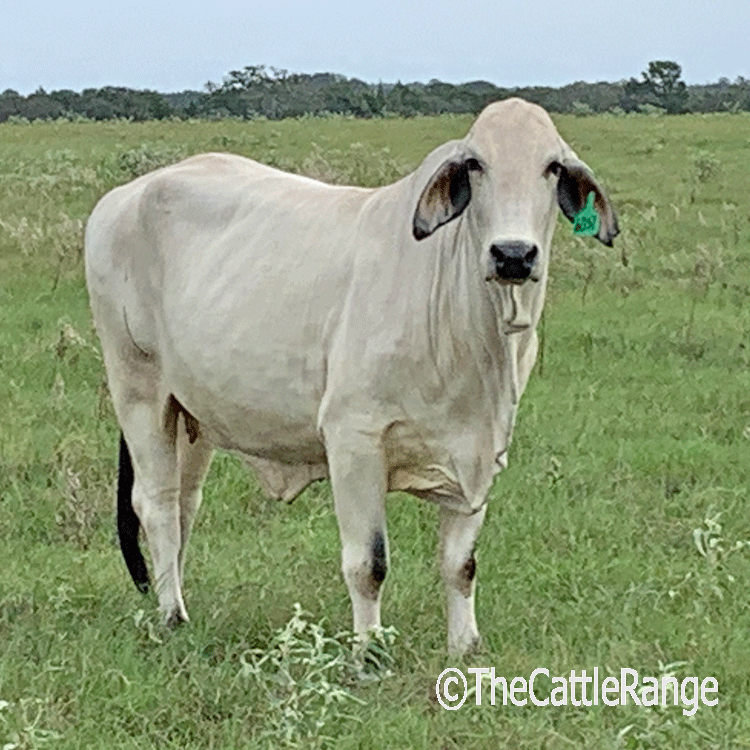 Cattle Range Listing Image