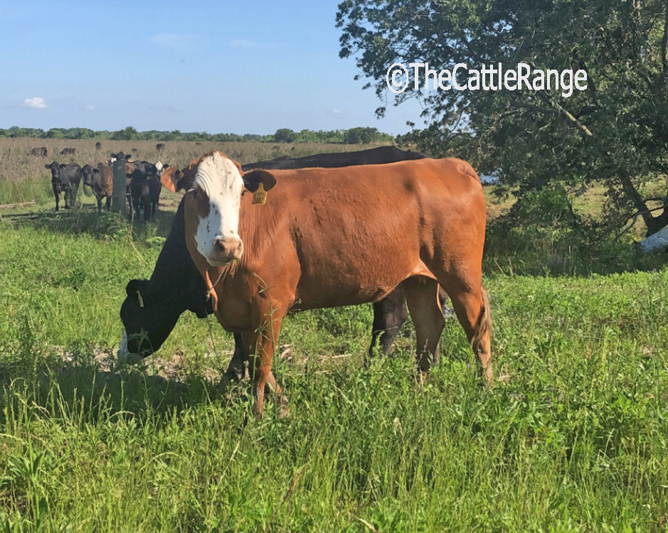Cattle Range Listing Image