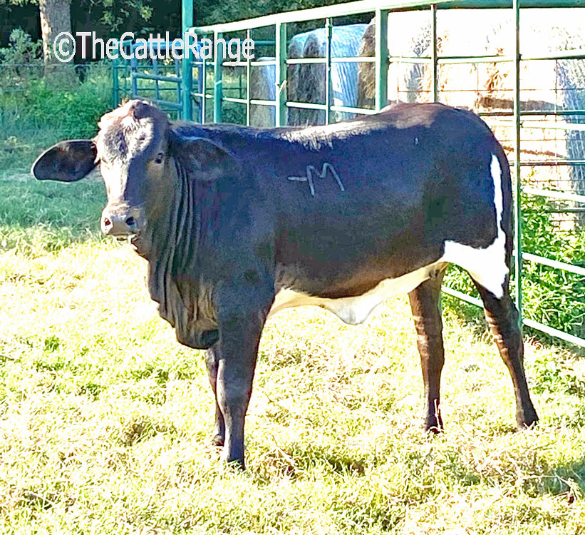 Cattle Range Listing Image