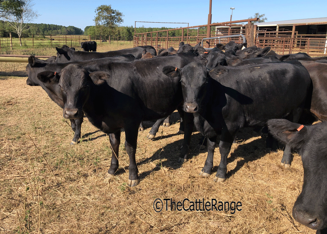 Cattle Range Listing Image