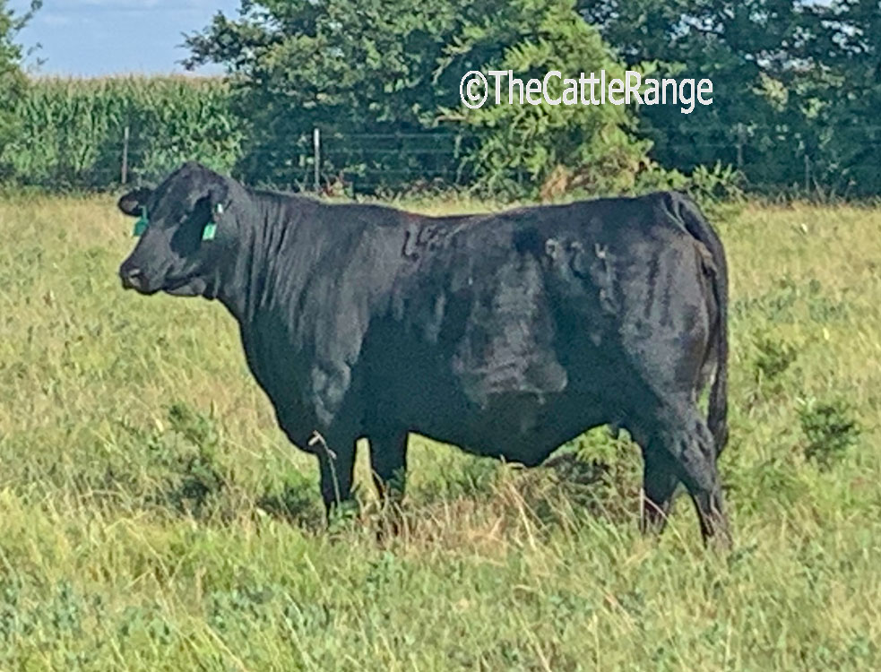 Cattle Range Listing Image