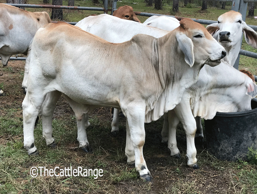Cattle Range Listing Image