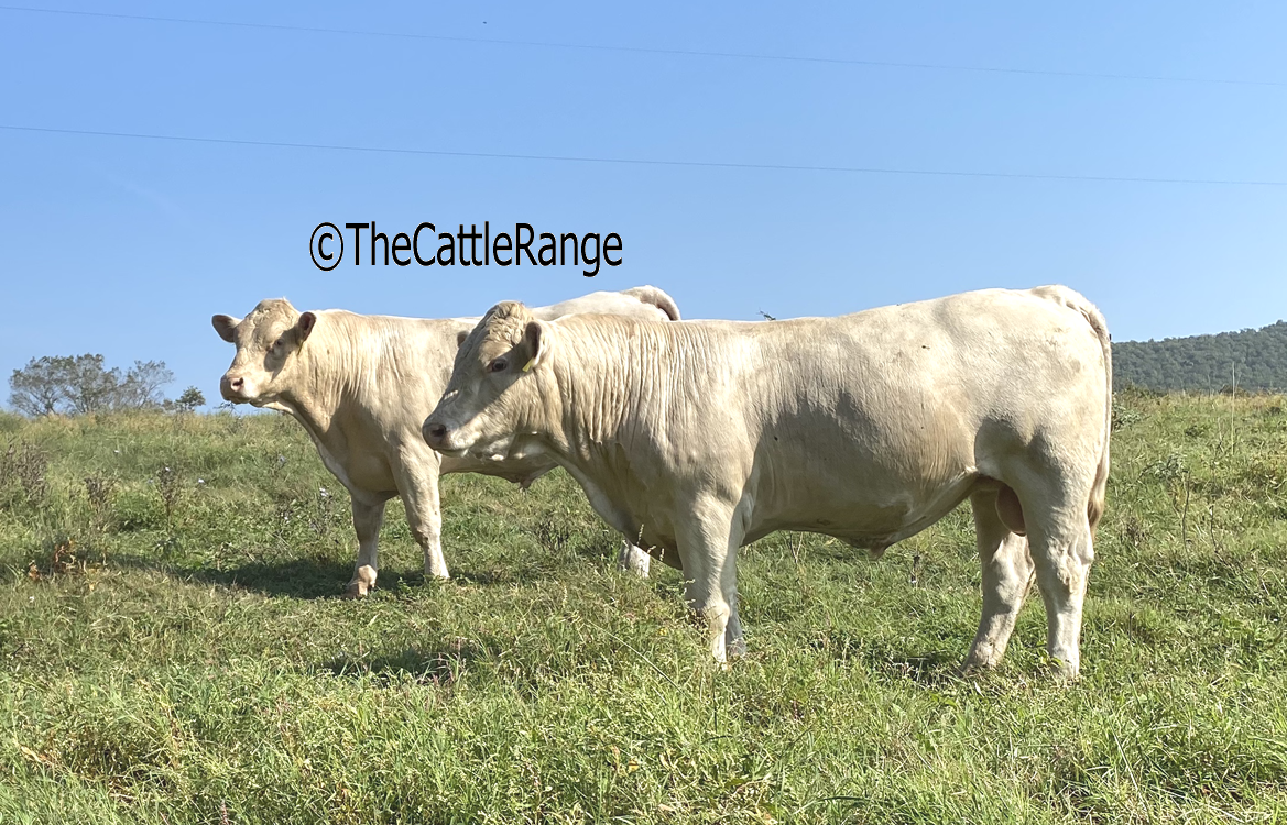 Cattle Range Listing Image