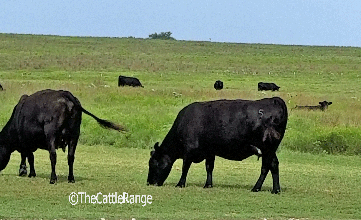 Cattle Range Listing Image