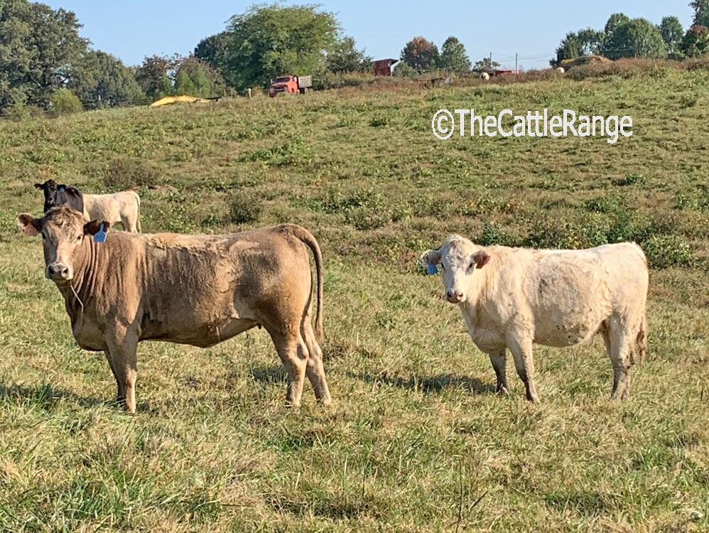 Cattle Range Listing Image