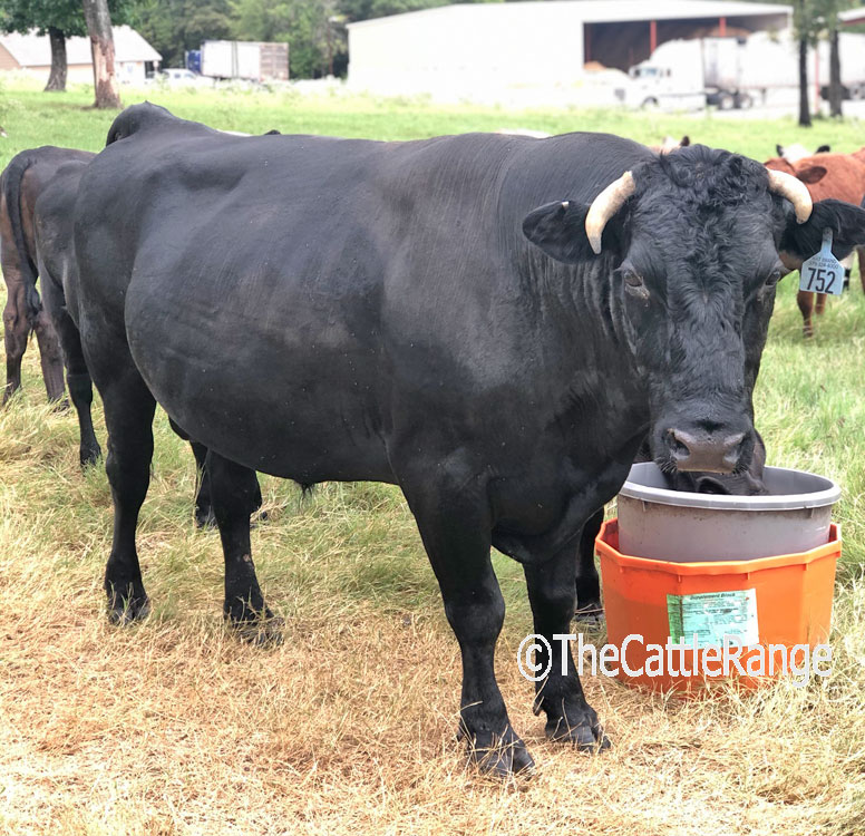 Cattle Range Listing Image