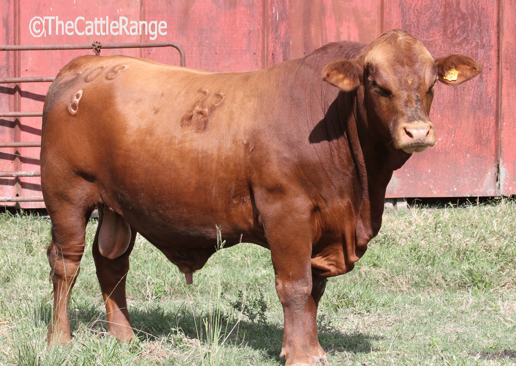 Cattle Range Listing Image