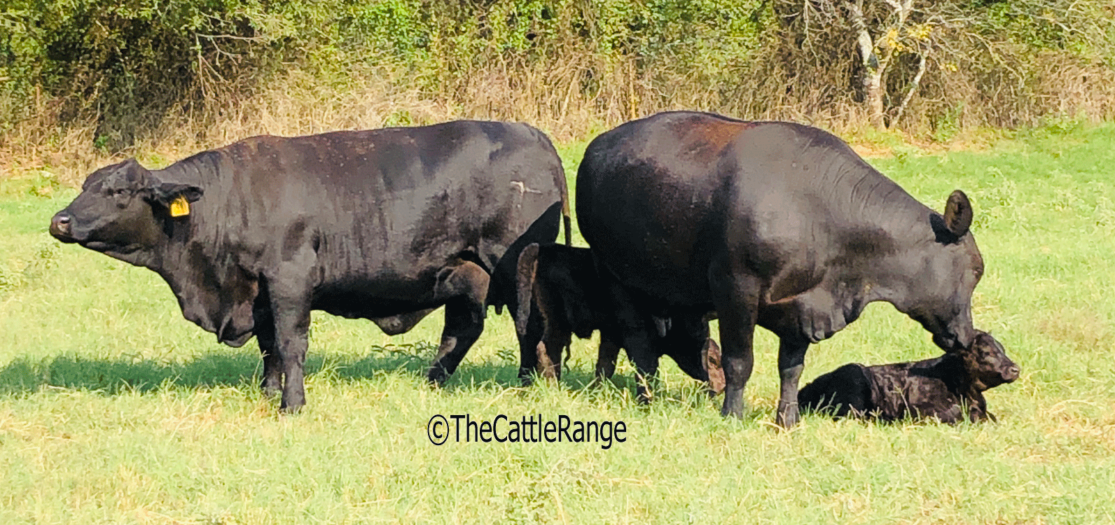 Cattle Range Listing Image