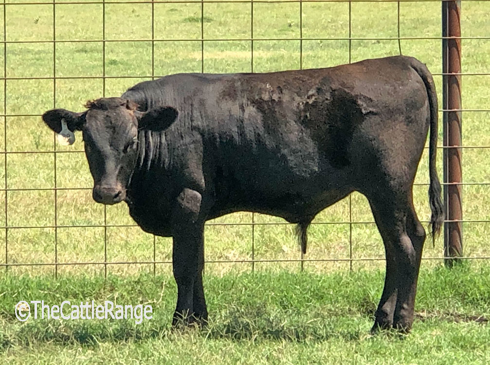 Cattle Range Listing Image