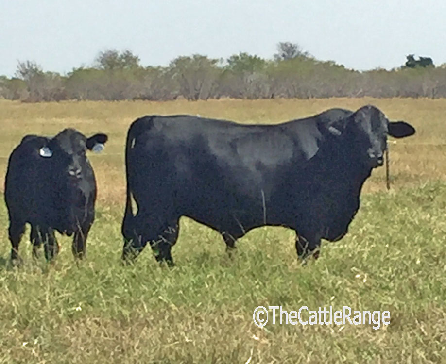Cattle Range Listing Image