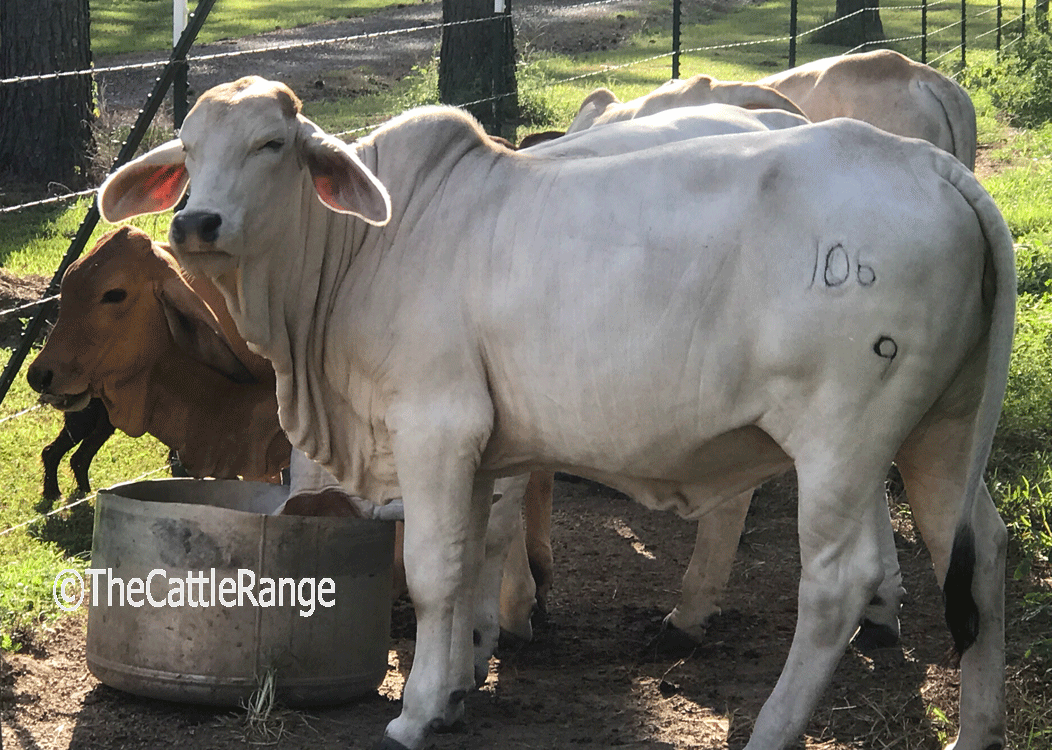 Cattle Range Listing Image