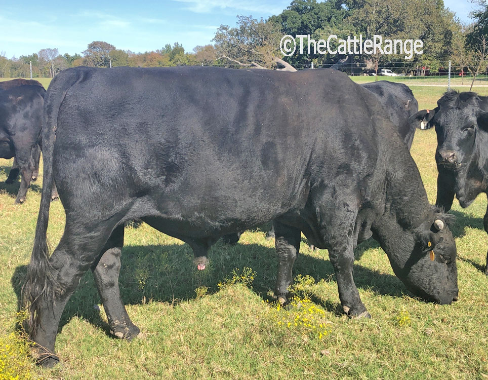 Cattle Range Listing Image