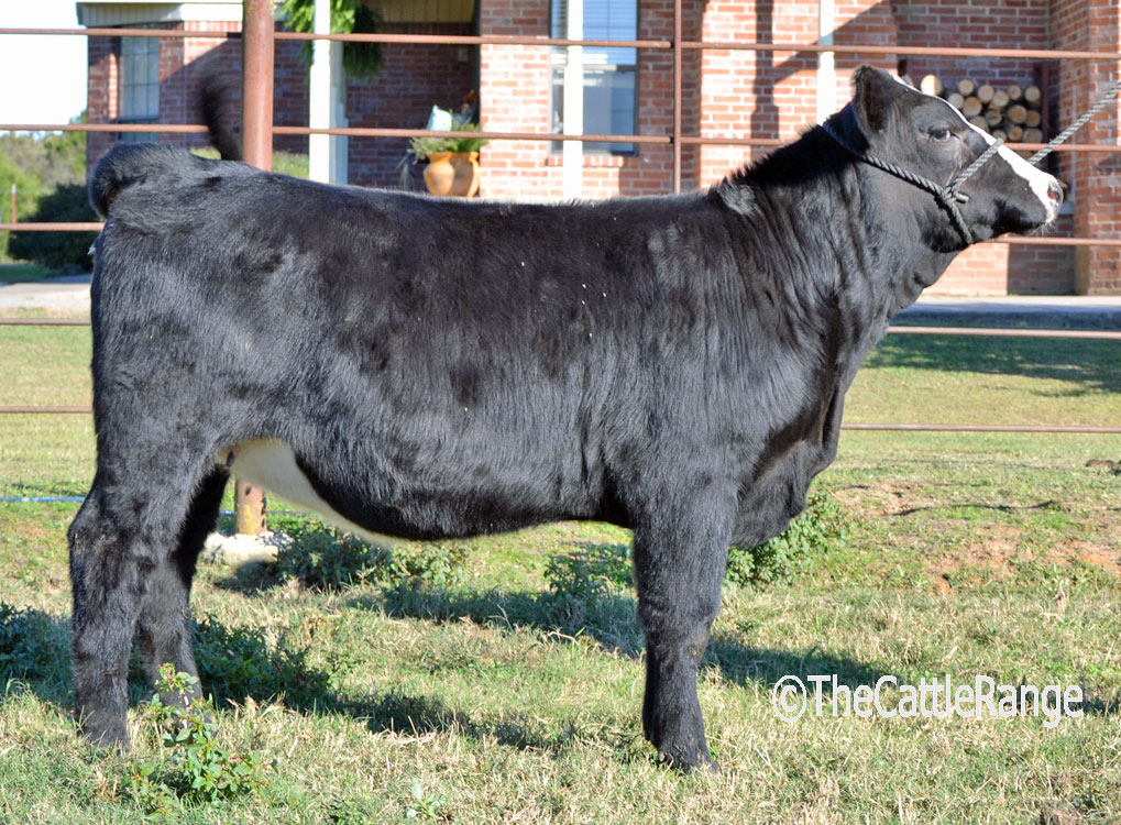 Cattle Range Listing Image