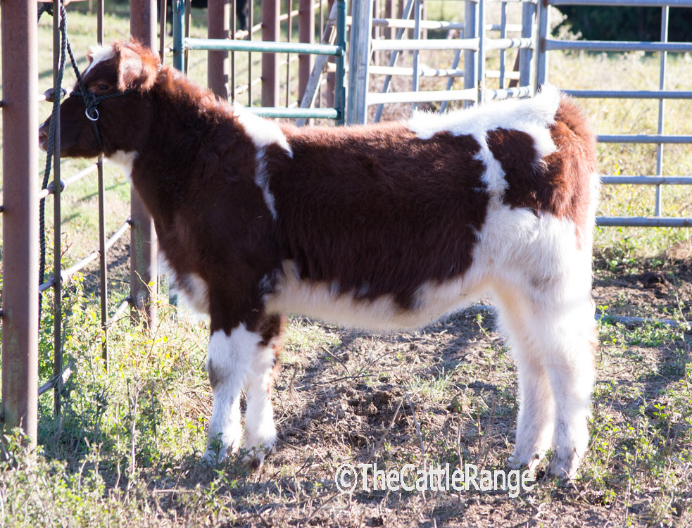 Cattle Range Listing Image