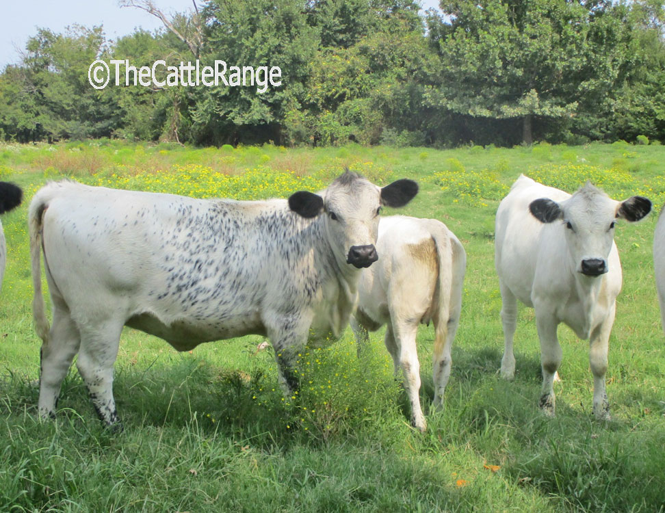 Cattle Range Listing Image