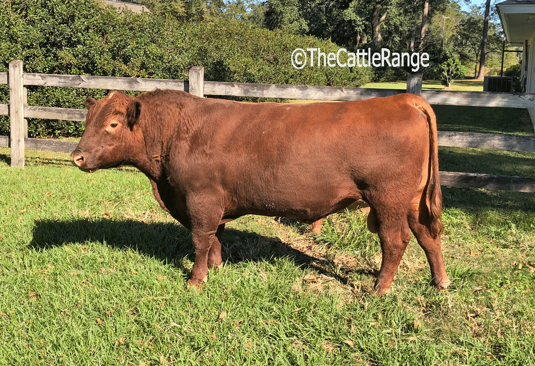 Cattle Range Listing Image