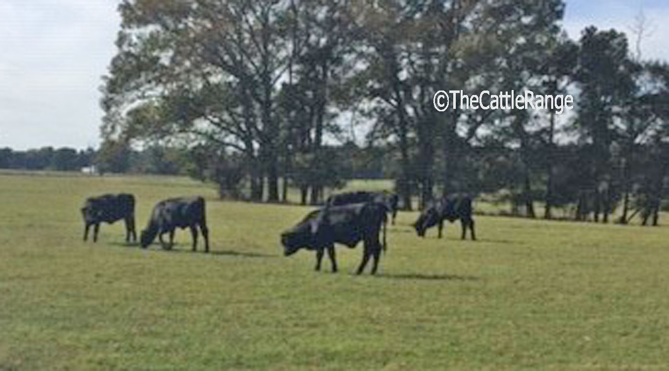 Cattle Range Listing Image