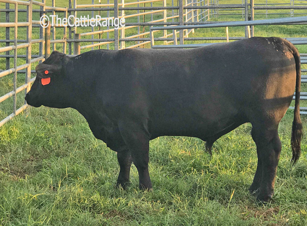 Cattle Range Listing Image