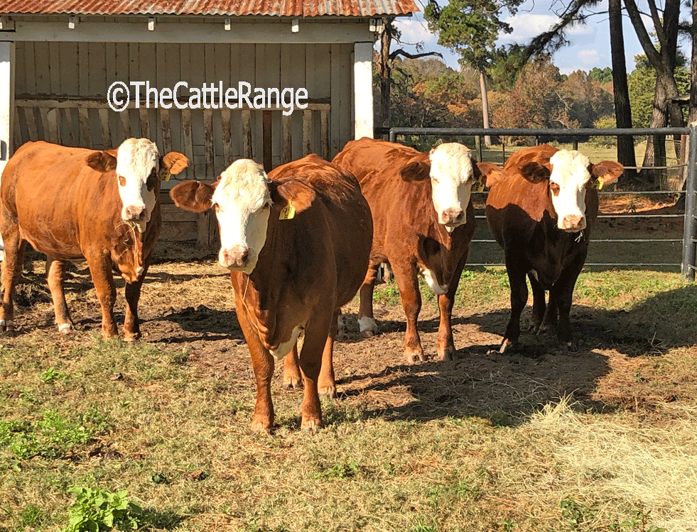 Cattle Range Listing Image