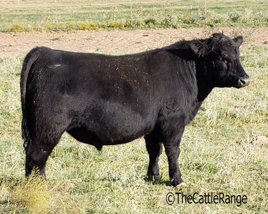 Cattle Range Listing Image