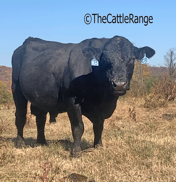 Cattle Range Listing Image