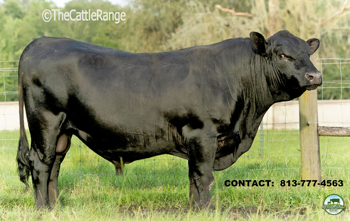 Cattle Range Listing Image