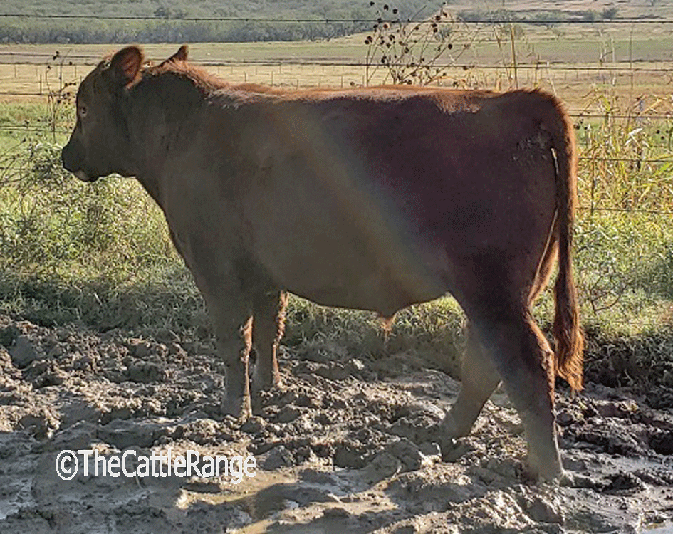 Cattle Range Listing Image