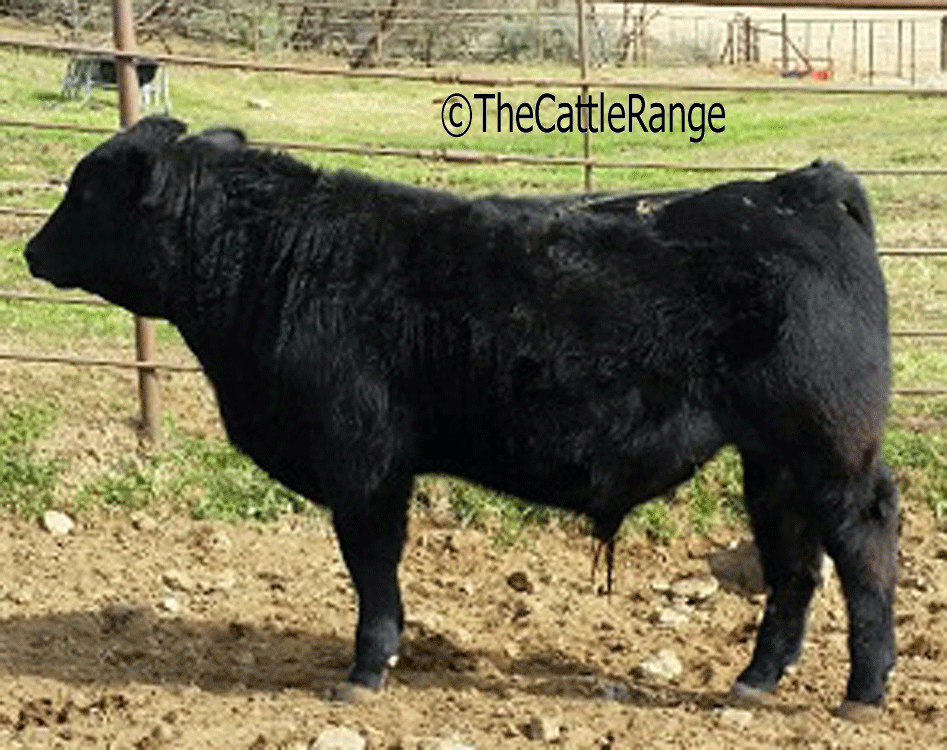 Cattle Range Listing Image