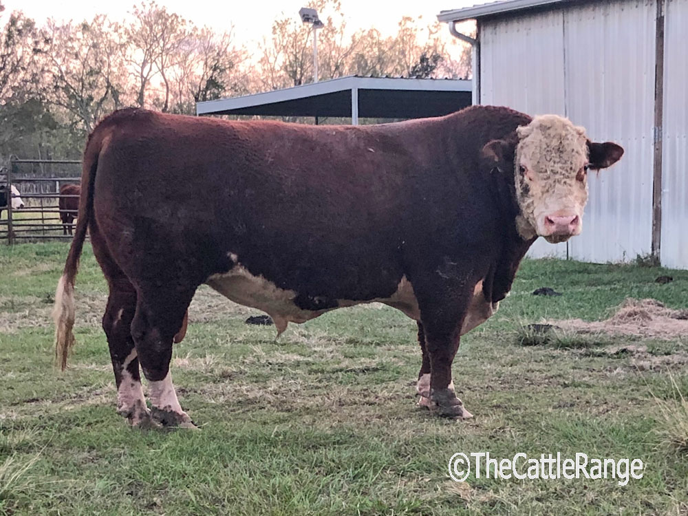 Cattle Range Listing Image
