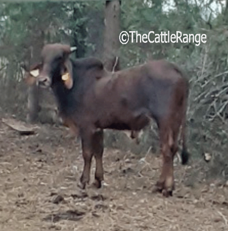 Cattle Range Listing Image