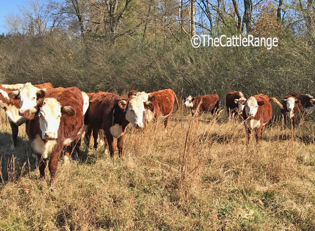 Cattle Range Listing Image