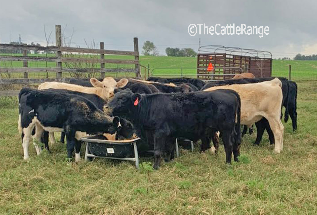 Cattle Range Listing Image