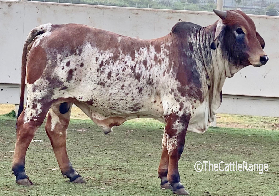 Brahman Bulls For Sale or Lease in Texas for sale on The ...