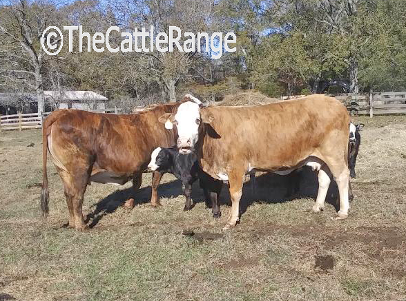 Cattle Range Listing Image