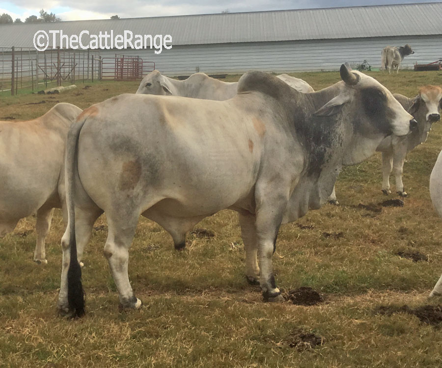 Cattle Range Listing Image